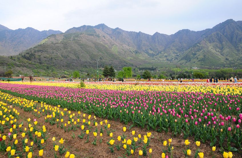 Tulip garden in Srinagar, Kashmir, India